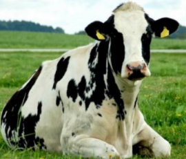 Спрос на покупку сельхозпредприятия в Ижевске вырос на 87%